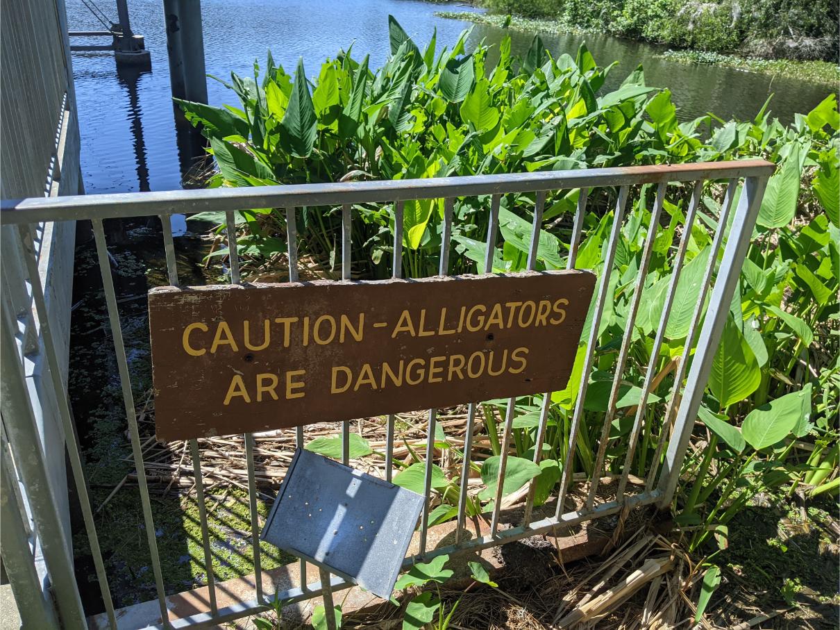 Alligator Warning